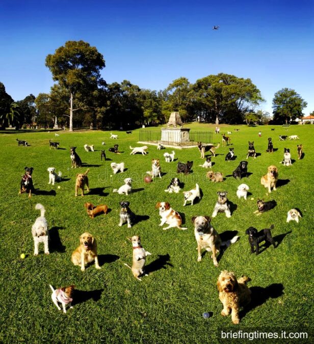 The Best Dog Parks Near Me: A Comprehensive Guide to Off-Leash Fun and Exercise for Your Furry Friend best arepa de choclo near me